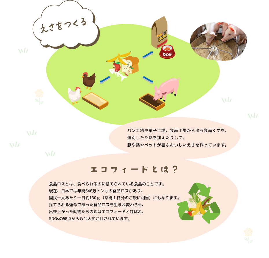 えさをつくる　パン工場や菓子工場、食品工場から出る食品くずを、選別したり熱を加えたりして、豚や鶏やペットが喜ぶおいしいえさを作っています。　エコフィードとは？　食品ロスとは、食べられるのに捨てられている食品のことです。現在、日本では年間646万トンもの食品ロスがあり、国民一人あたり一日約130ｇ（茶碗１杯分のご飯に相当）にもなります。捨てられる運命であった食品ロスを生まれ変わらせ、出来上がった動物たちの餌はエコフィードと呼ばれ、SDGsの観点からも今大変注目されています。