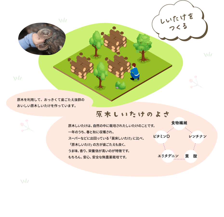しいたけをつくる　原木を利用して、おっきくて歯ごたえ抜群のおいしい原木しいたけを作っています。　原木しいたけのよさ　原木しいたけは、自然の中に栽培されたしいたけのことです。一年のうち、春と秋に収穫され、スーパーなどに出回っている「菌床しいたけ」に比べ、「原木しいたけ」の方が歯ごたえも良く、うま味、香り、栄養価が高いのが特徴です。もちろん、安心、安全な無農薬栽培です。　食物繊維　グアニル酸　レンチナン　葉酸　ビタミンD２