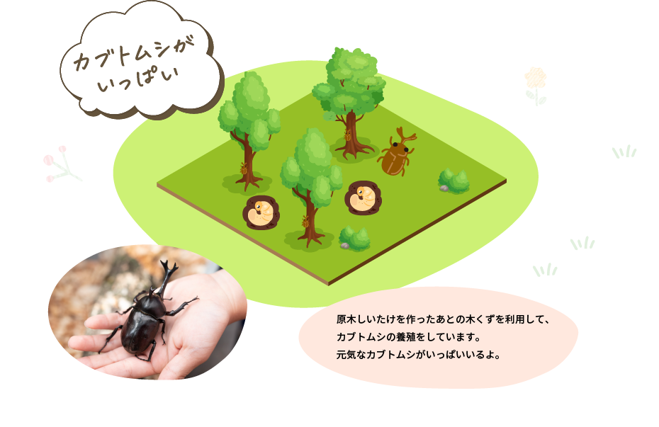 カブトムシがいっぱい　原木しいたけを作ったあとの木くずを利用して、カブトムシの養殖をしています。元気なカブトムシがいっぱいいるよ。